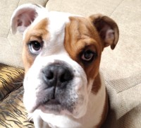 /album/fotky-shermann/323066897-468802572120676-6329234404344014093-n-jpg/