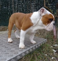 /album/fotky-shermann/330987242-586331326713240-8931529611471222616-n-jpg/