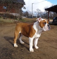 /album/fotky-shermann/dsc08939-ii-jpg/