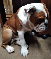 /album/fotky-shermann/img-20230330-180419-ii-jpg/