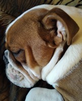 /album/fotky-shermann/img-20230316-165854-ii-jpg/