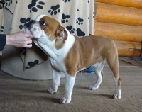 /album/fotky-shermann/dsc09247-jpg/