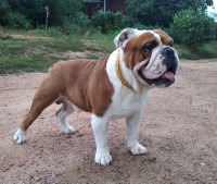 /album/fotky-shermann/img-20240819-194056-1-jpg/