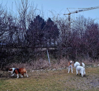 /album/foto8/shermy-25-01-2025-jpg/